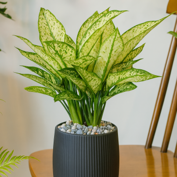 Buy Aglaonema Commutatum, Chinese Evergreen Plant 