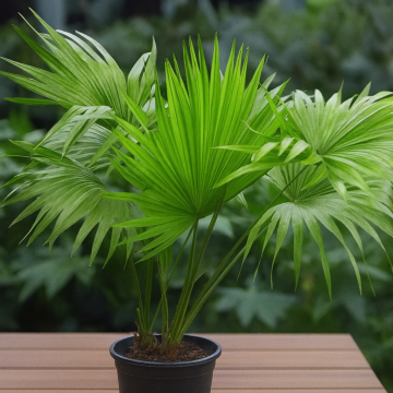 Buy Livistona Chinensis Plant , Chinese Fan Palm 