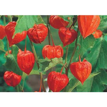 Chinese Lantern ( Physalis Alkekengi ) Plant