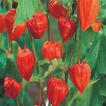 Chinese Lantern ( Physalis Alkekengi ) Plant