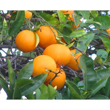 Citrus Sinensis Seeds For Sale,  Sweet Orange  - 50 Seeds