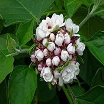 Buy Clerodendrum Chinense - Hazari Mogra Plant - Delivery All Over India