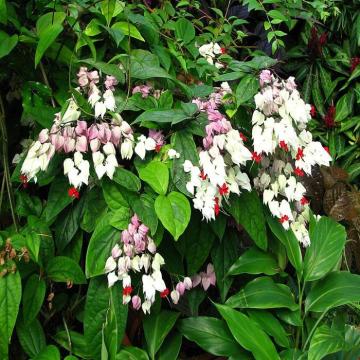 Buy Clerodendrum Thomsoniae, Bleeding Heart Vine Plant
