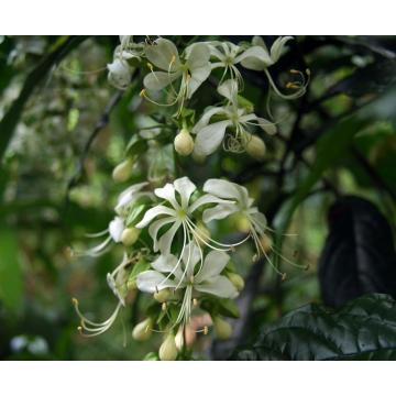 Buy Clerodendrum Wallichii, Jhumka Bel Plant 