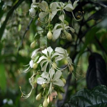 Buy Clerodendrum Wallichii, Jhumka Bel Plant 