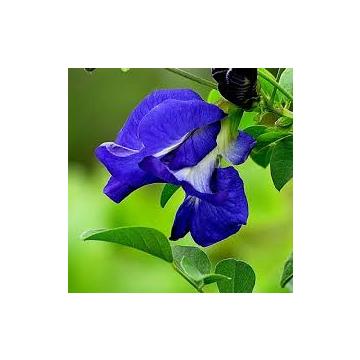 Clitoria Ternatea Plant ( Shankhpushpi , Aparajita )