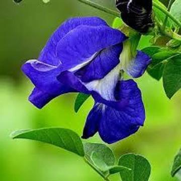 Clitoria Ternatea Plant ( Shankhpushpi , Aparajita )