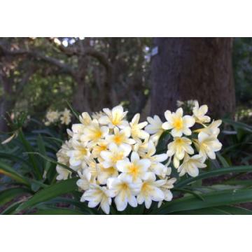 Clivia Miniata Lily White Flower