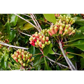 Buy Clove , Laung Plant ( Syzygium aromaticum )