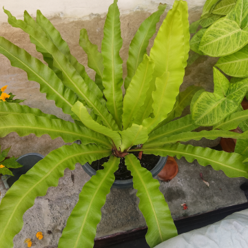 Asplenium Nidus Cobra Fern Plant