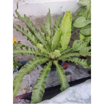 Asplenium Nidus Cobra Fern Plant