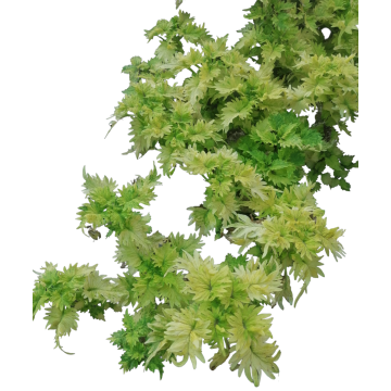 Buy Golden Coleus Plant 