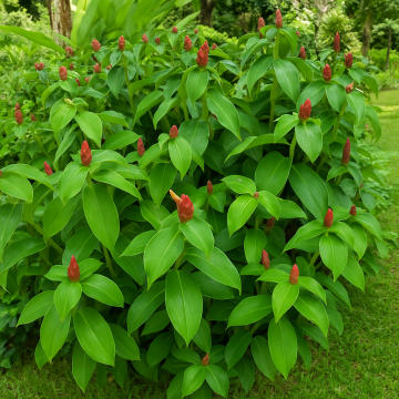 Buy Costus Speciosus Plant, Crape Ginger, Ketaki Plant 