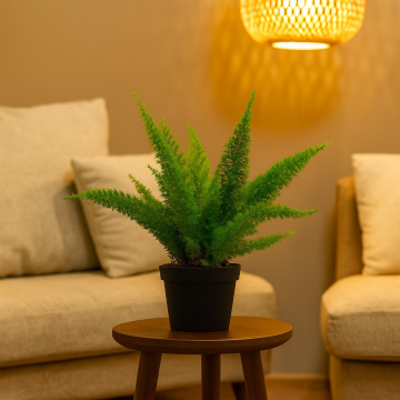 Nephrolepis Cotton Candy Fern