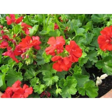 Buy Geranium , Cranes Bill Plant 