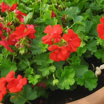Buy Geranium , Cranes Bill Plant 