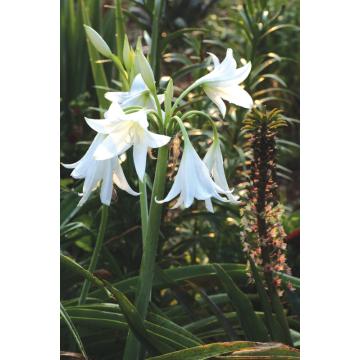 Buy Crinum White Bulbs - Pack Of 5 Bulbs, Delivery All Over India