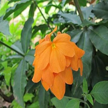 Crossandra Undulaefolia Plant, Soundarya Plant 