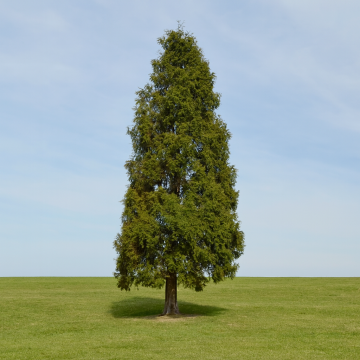 Cupressus Torulosa, Himalayan Cypress Plant For Sale In India