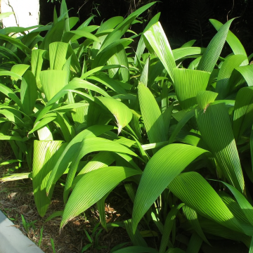 Buy Curculigo Recurvata, Palm Grass Plant 