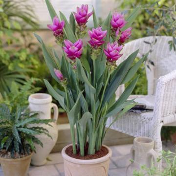 Buy Curcuma Pink Bulbs - Pack Of 5 Bulbs 