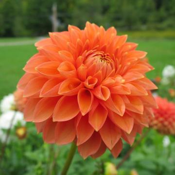 Dahlia Orange Plant 