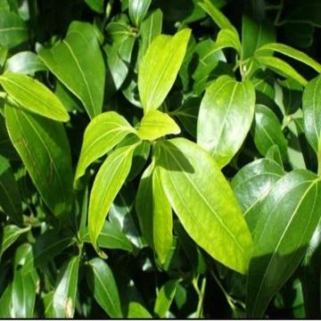Cinnamon Bark, Dal Chini Plant For Sale