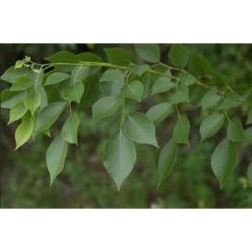 Dalbergia Sissoo, Indian Rosewood Plant 