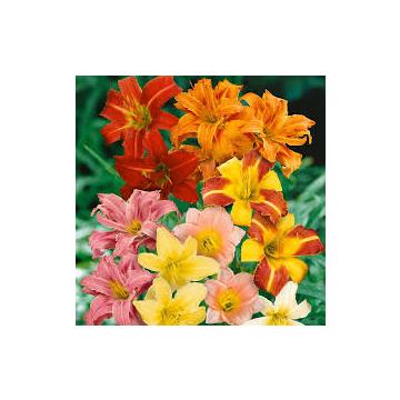Buy Day Lily Hybrid Mix Colors - Pack Of 5 Bulbs 