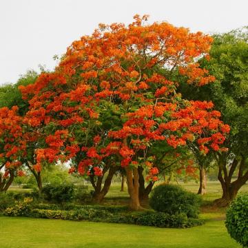 Delonix Regia , Flame Tree, Gulmohar Plant