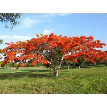 Delonix Regia ( Gulmohar )  Seeds - 100 Seeds For Sale In India