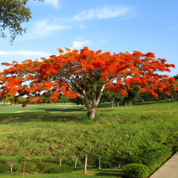 Delonix Regia ( Gulmohar )  Seeds - 100 Seeds Pack