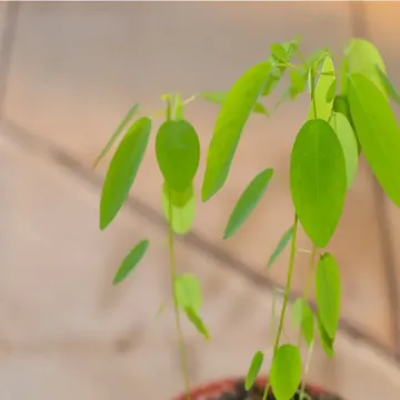 Desmodium Gyrans (  Codariocalyx Motorius ) Plant, Dancing Plant