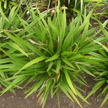Dianella Tasmanica ( Variegata ) Tasman Flax Lily Plant