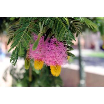 Dichrostachys Cinerea , Sicklebush Tree - 50 Seeds Pack 