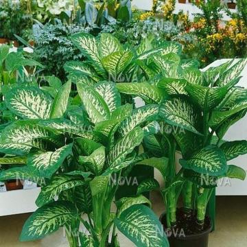 Dieffenbachia Tropic Snow Plant