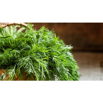 Buy Dill Plant ( Anethum Graveolens , Shatapushpa )