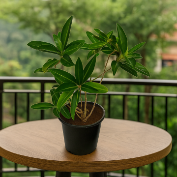 Buy Cestrum Diurnum , Din Ka Raja Plant 