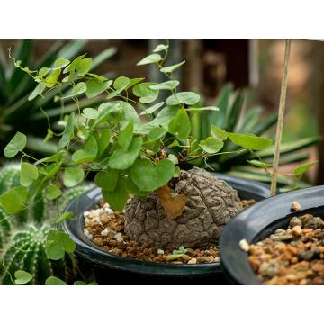  Dioscorea Elephantipes, Turtle Shell - 5 Seeds Pack