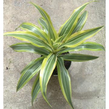 Buy Dracaena Deremensis, Dracaena Air Purifying Plant