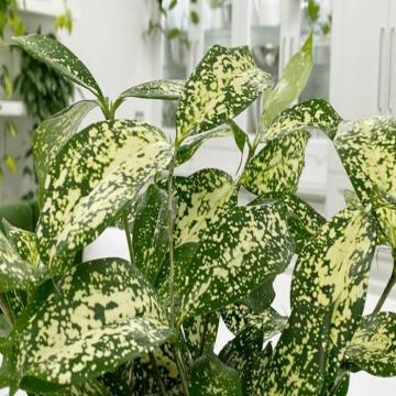 Dracaena Surculosa , Florida Beauty Plant