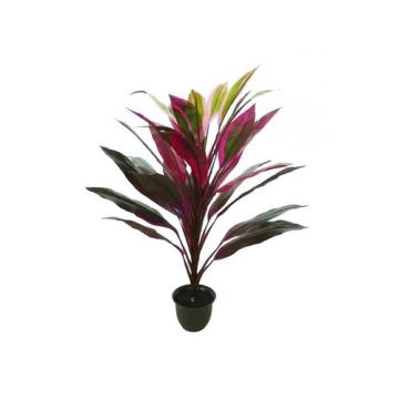 Buy Dracaena Mahatma Plant ( Cordyline Terminalis ) Good Luck Plant 