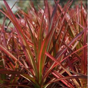Dracaena Marginata ,Madagascar Dragon Tree