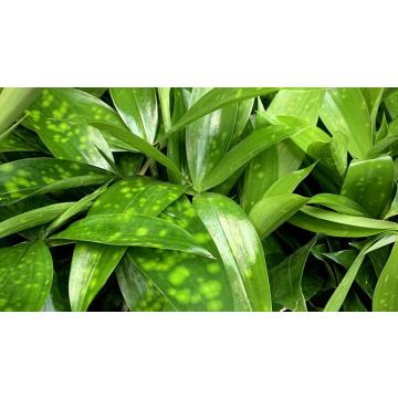 Dracaena Surculosa Plant , Gold dust Dracaena 