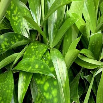 Dracaena Surculosa Plant , Gold dust Dracaena 
