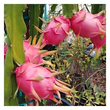 Buy Dragon Fruit Plant ( Selenicereus Undatus )