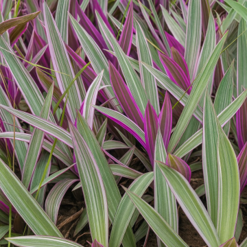 Buy Durangi Plant 