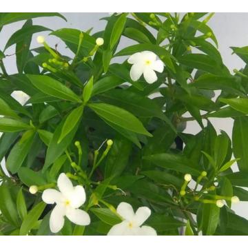 Tabernaemontana divaricata 'Dwarf' , Dwarf  Chandni Plant