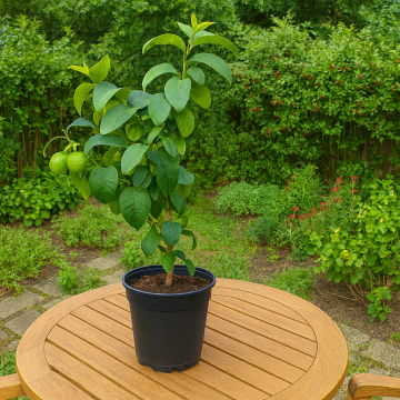Dwarf Guava ( Amrudh ) Plant 