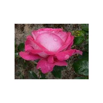 Pink Creeper Rose (  Baronne De Rothschild )